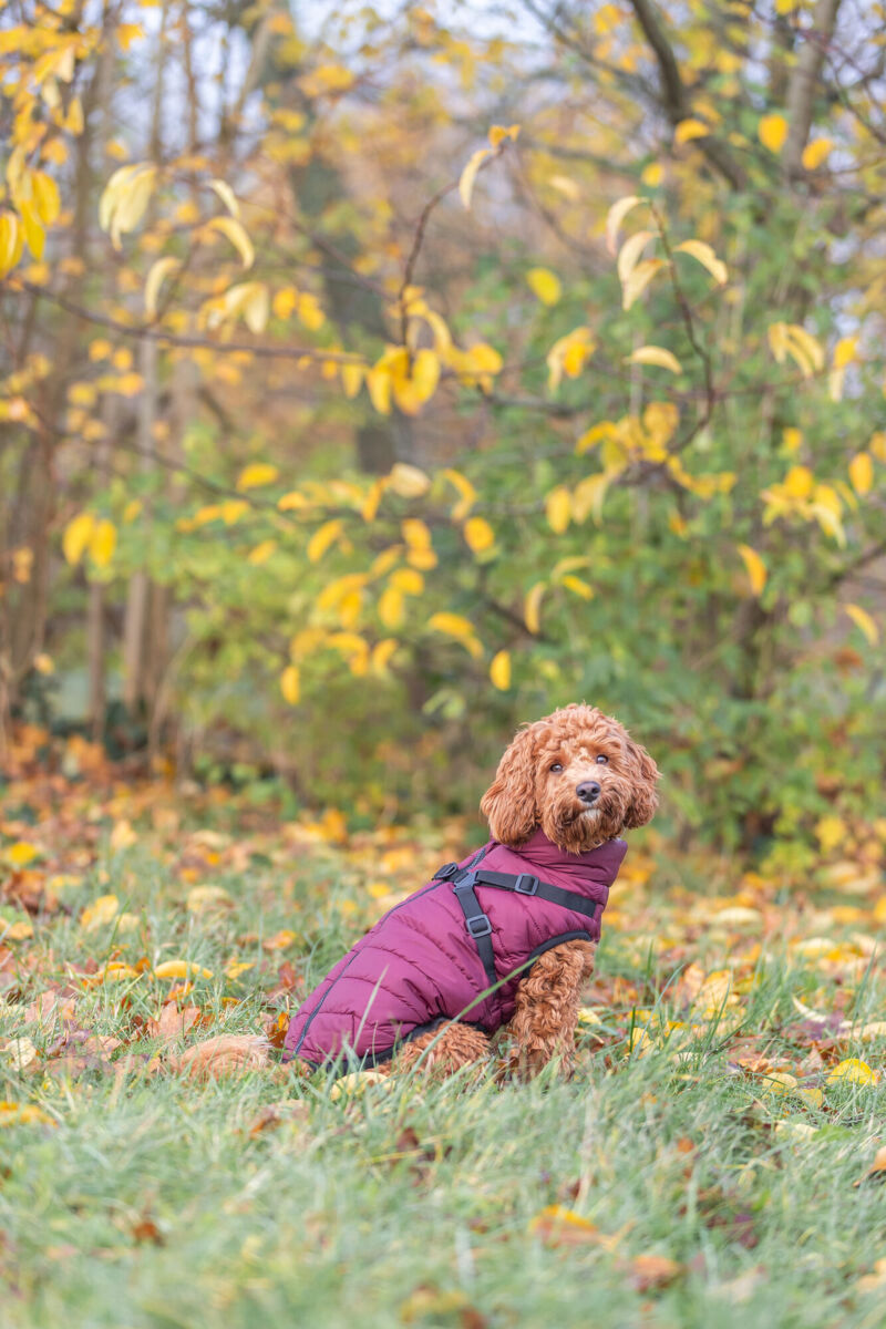 Trixie Pirou Winter Coat with Harness Sangria