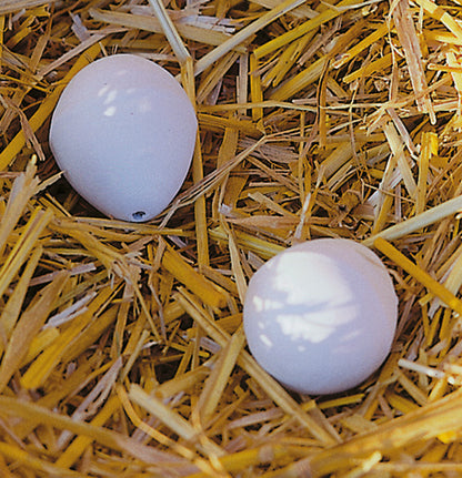 China Nest Eggs Poultry