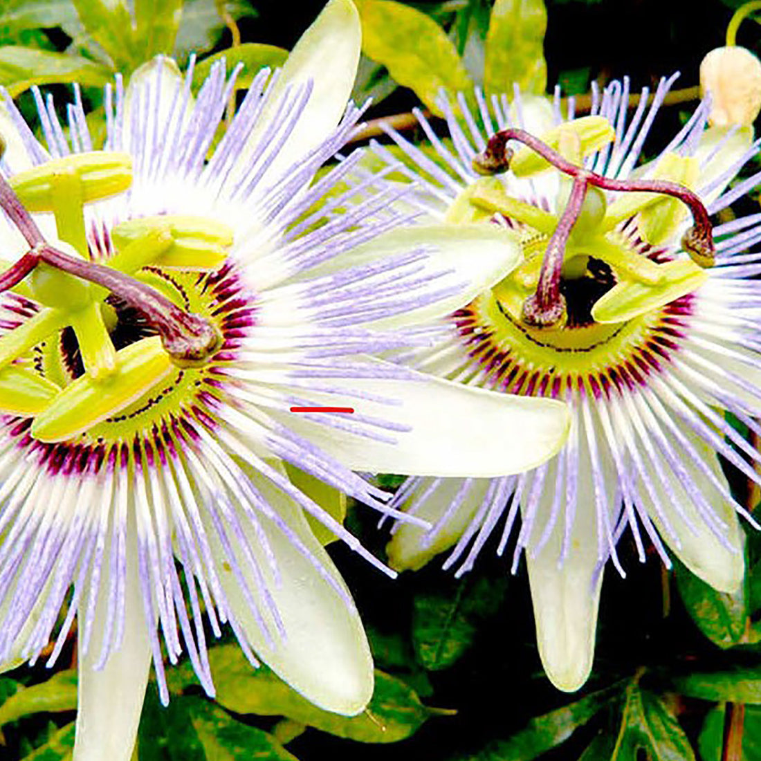 Passion Flower Passiflora Caerulea Flower Seeds