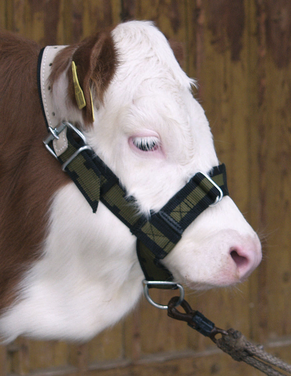 Nylon Calf Halter Olive Green