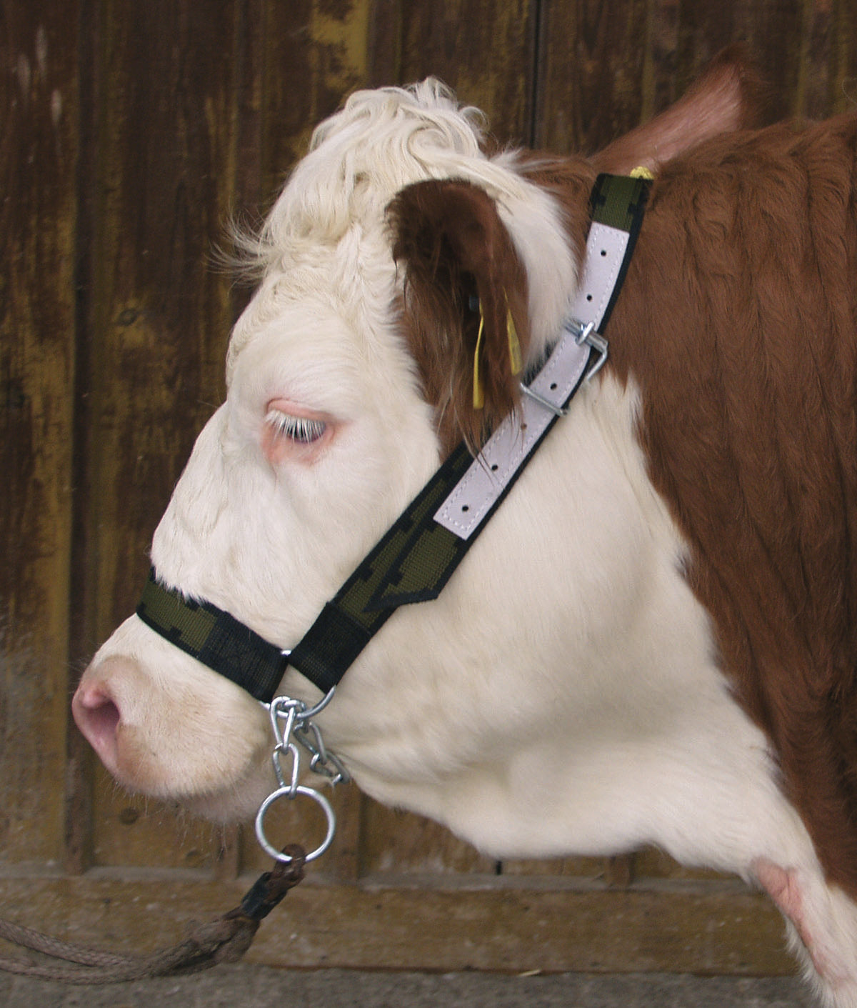 Nylon Cattle Show Halter Olive Green