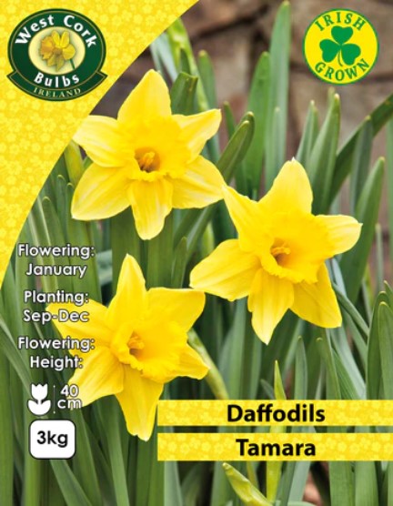 Daffodils Yellow Trumpet &