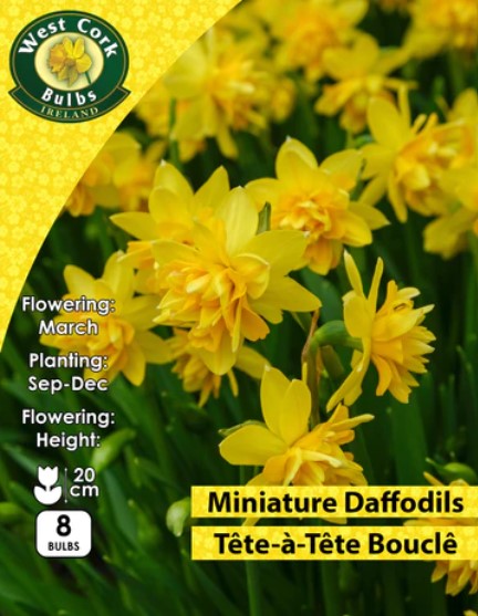 Dwarf Daffodil Tete A Tete Boucle 8 Bulbs Prepack