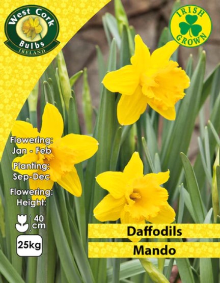 Daffodils Yellow Trumpet &