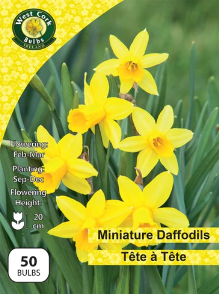 Daffodil Tete A Tete 50 Bulbs Net