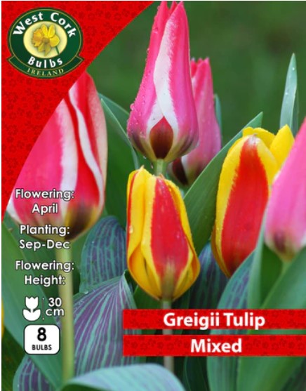 Tulips Mixed Dwarf Tulips 10 Bulbs