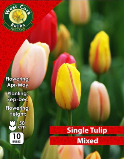 Tulips Single Mixed 10 Bulbs