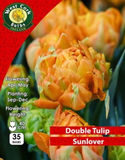 Tulip Double Sunlover 35 Bulbs