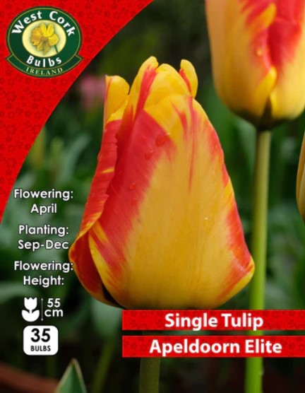 Tulip Single Apeldoorn&