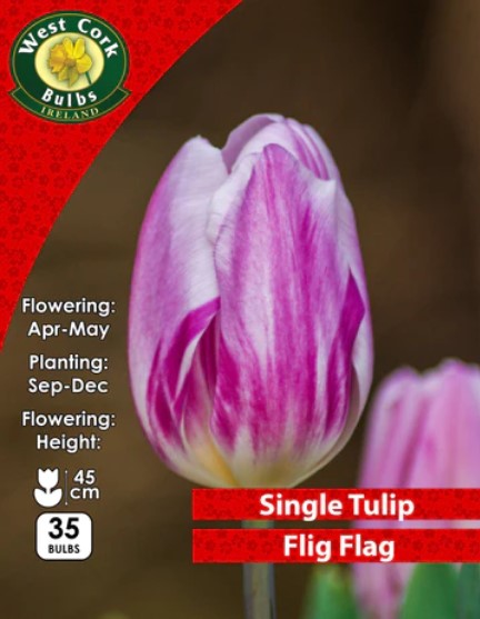 Tulip Flig Flag 35 Bulbs