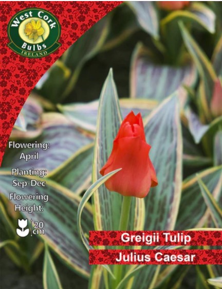 Tulip Dwarf Julius Caesar 35 Bulbs