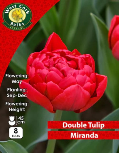 Tulip Double Miranda 8 Bulbs Prepack