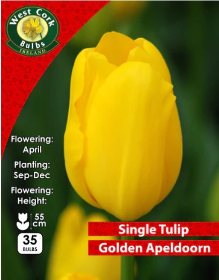 Tulip Golden Apeldoorn 35 Bulbs