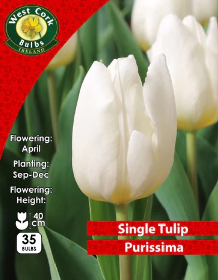 Tulip Purissima 35 Bulbs