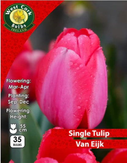 Tulip Van Ejik 35 Bulbs