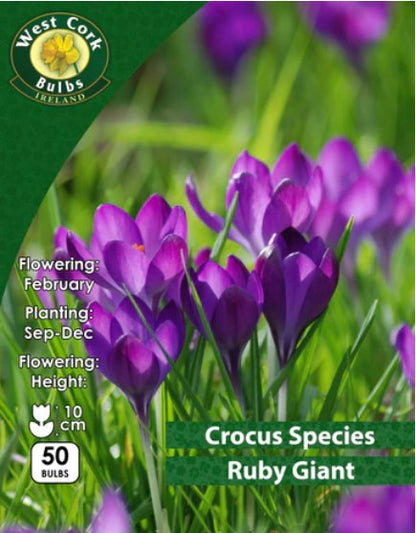 Crocus Species &