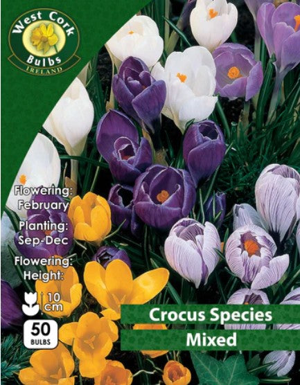 Crocus Species &