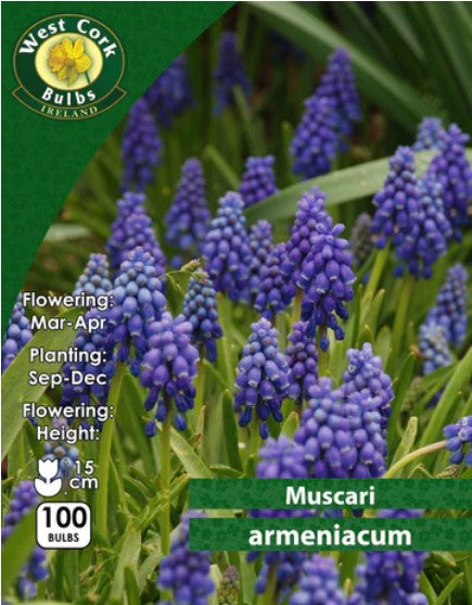 Muscari Armeniacum 100 Bulbs