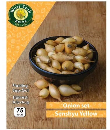 Onion Sets Senshuy Yellow 75 Bulbs