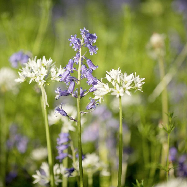 Woodland Garden Mix Flower Seeds