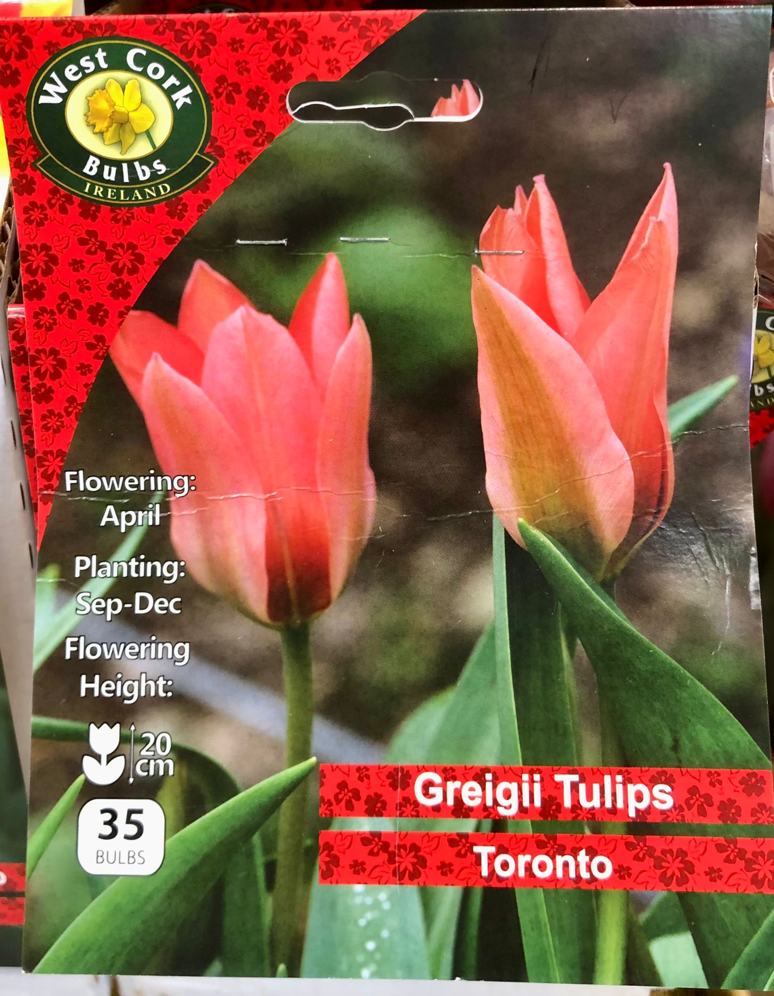 Tulip Toronto 35 Bulbs