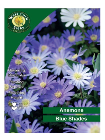 Anemone Blanda &