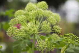 Angelica Archangelica Flower Seeds