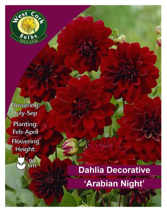 Dahlia Decorative Arabian Night