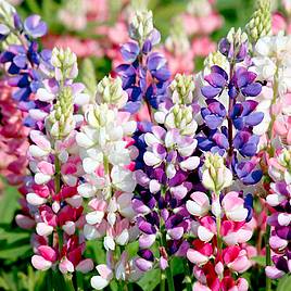 Lupin Avalune Mix Flower Seeds