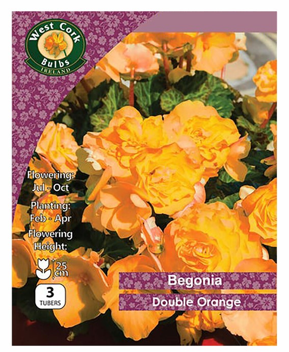 Begonia Double Orange - 3 bulbs