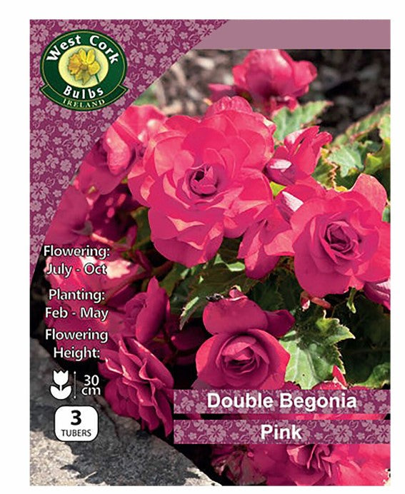 Begonia Double Pink - 3 Bulbs