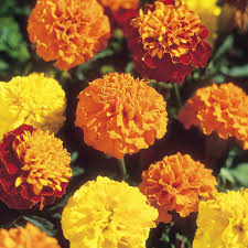 French Marigold Boy&