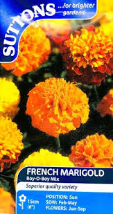 French Marigold Boy&