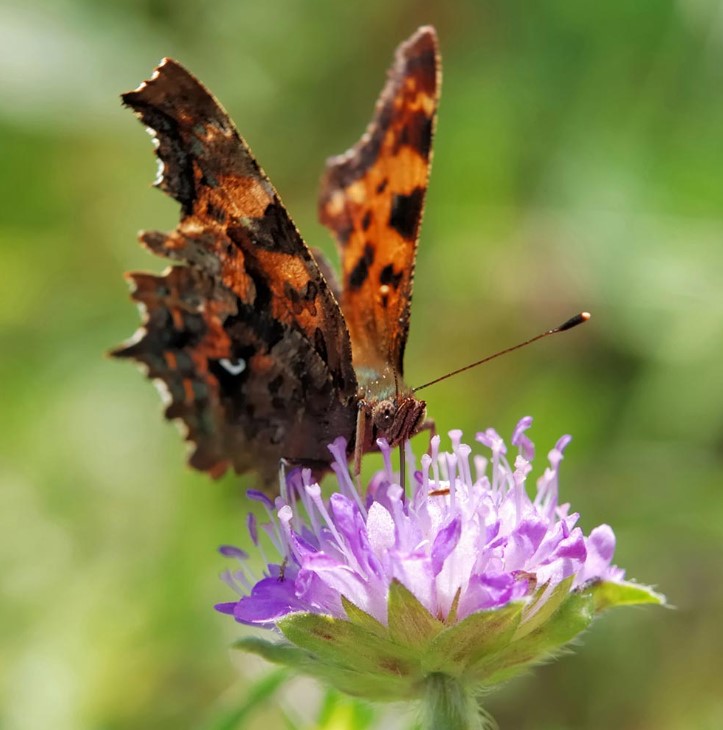 Butterfly Mix Flower Seeds