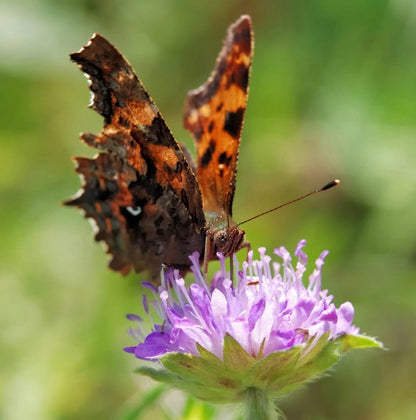 Butterfly Mix Flower Seeds