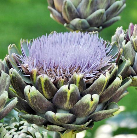 Artichoke &