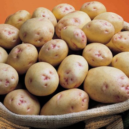 Cara Seed Potatoes - 2kg