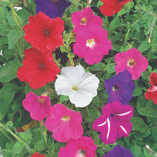 Petunia F2 Cheerful Mix Flower Seeds