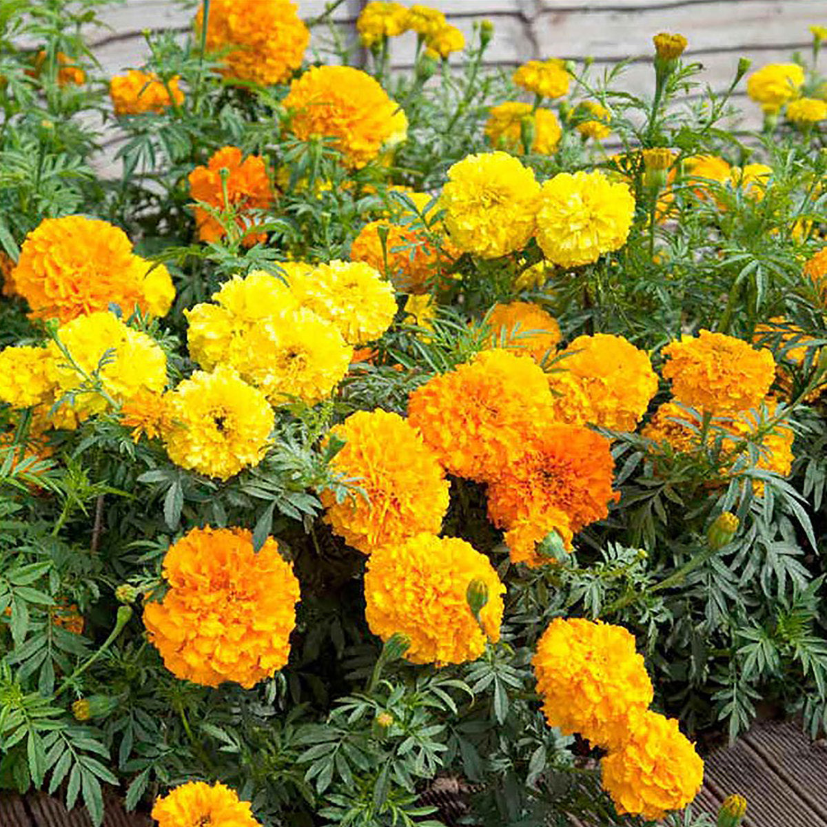 African Marigold Crackerjack Mix Flower Seeds