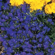 Lobelia Supacoat Crystal Palace Flower Seeds