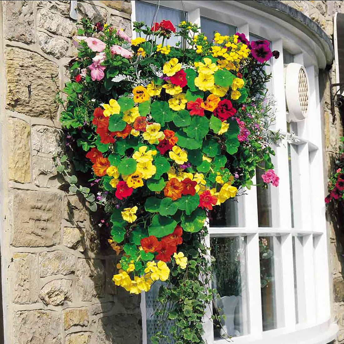 Nasturtium Dayglow Mix Flower Seeds