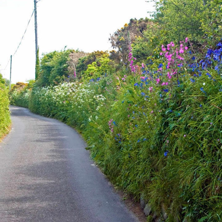 Country Hedgerow Mix Flower Seeds