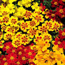 French Marigold Fantasia Mix Flower Seeds