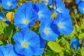 Morning Glory Ipomoea Heavenly Blue Flower Seeds