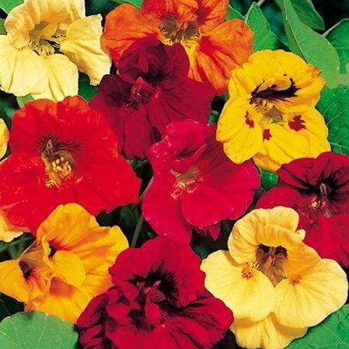 Nasturtium Jewel Mix Flower Seeds