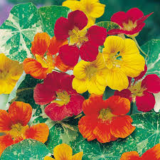 Nasturtium Jewel of Africa Mix Flower Seeds