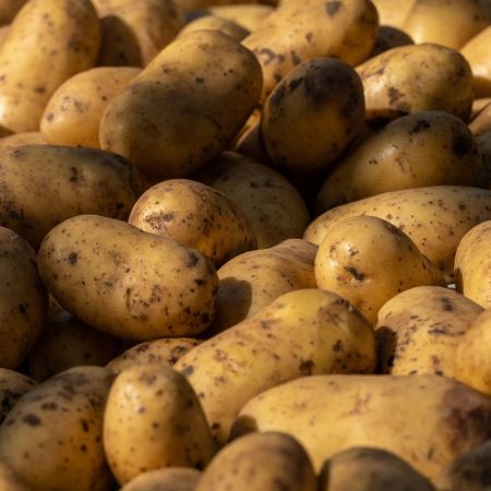 Kelly Seed Potatoes - 2kg