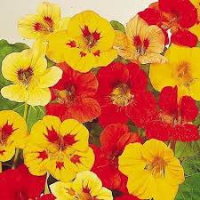 Nasturtium Little Gem Mix Flower Seeds