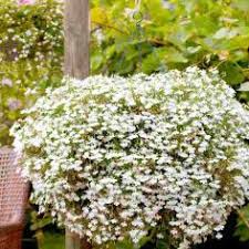 Lobelia Supacoat Cascade White Flower Seeds