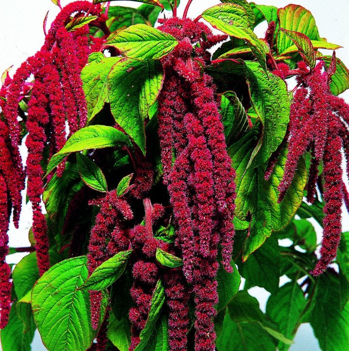 Amaranthus Caudatus (Love Lies Bleeding) Flower Seeds